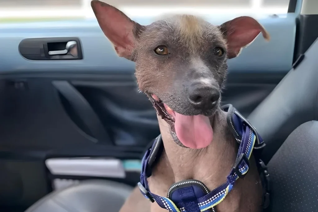 Xoloitzcuintli Dog Car Seat for Ford Explorer