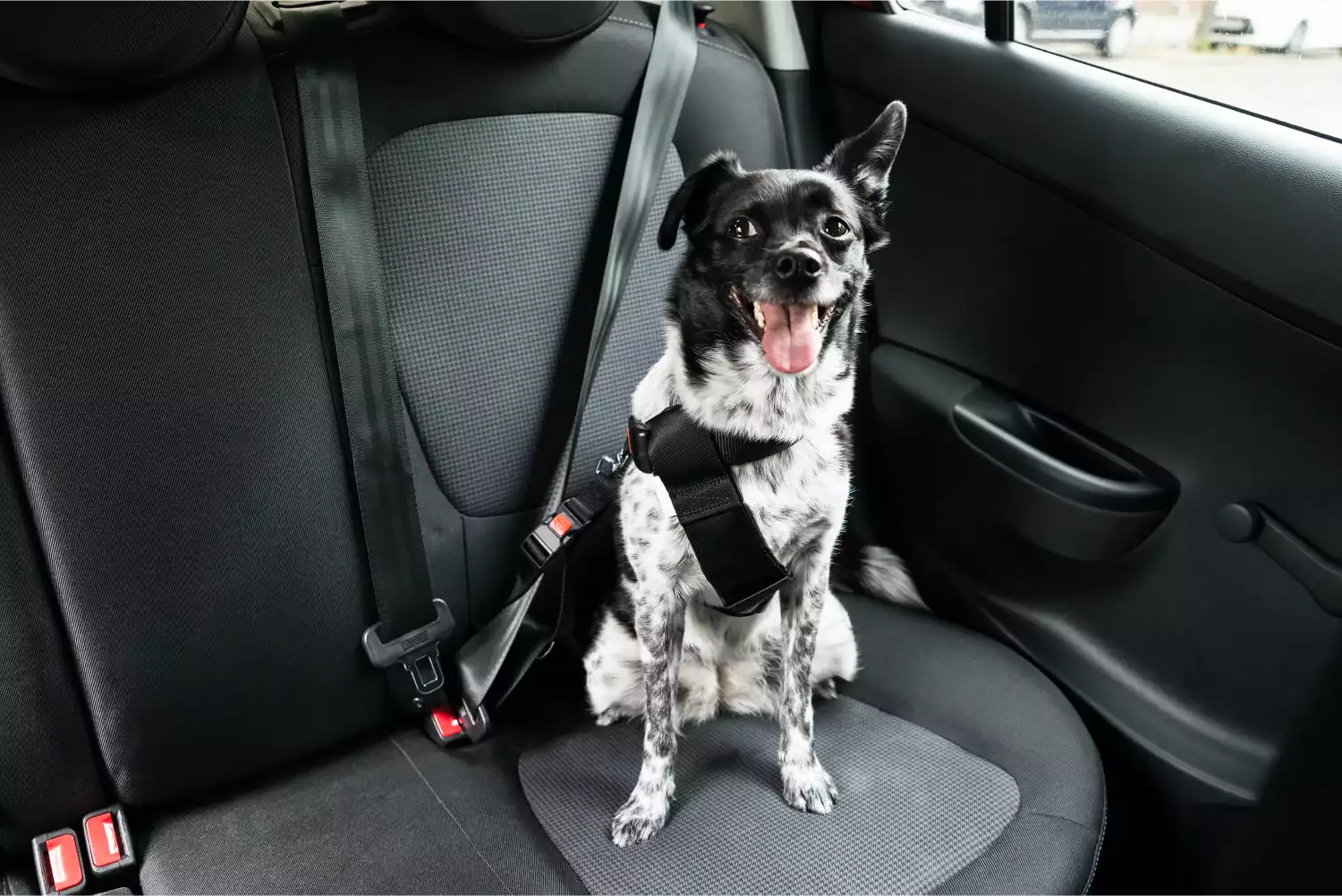 Lexus NX Dog Car Seat Belt for Greater Swiss Mountain Dogs