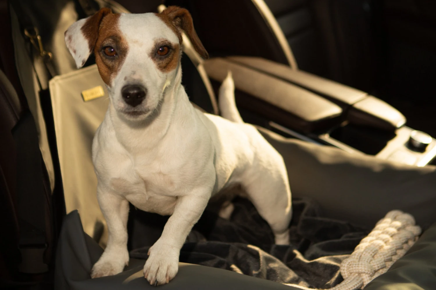 Ford Fusion Dog Car Seat for Toy Fox Terriers