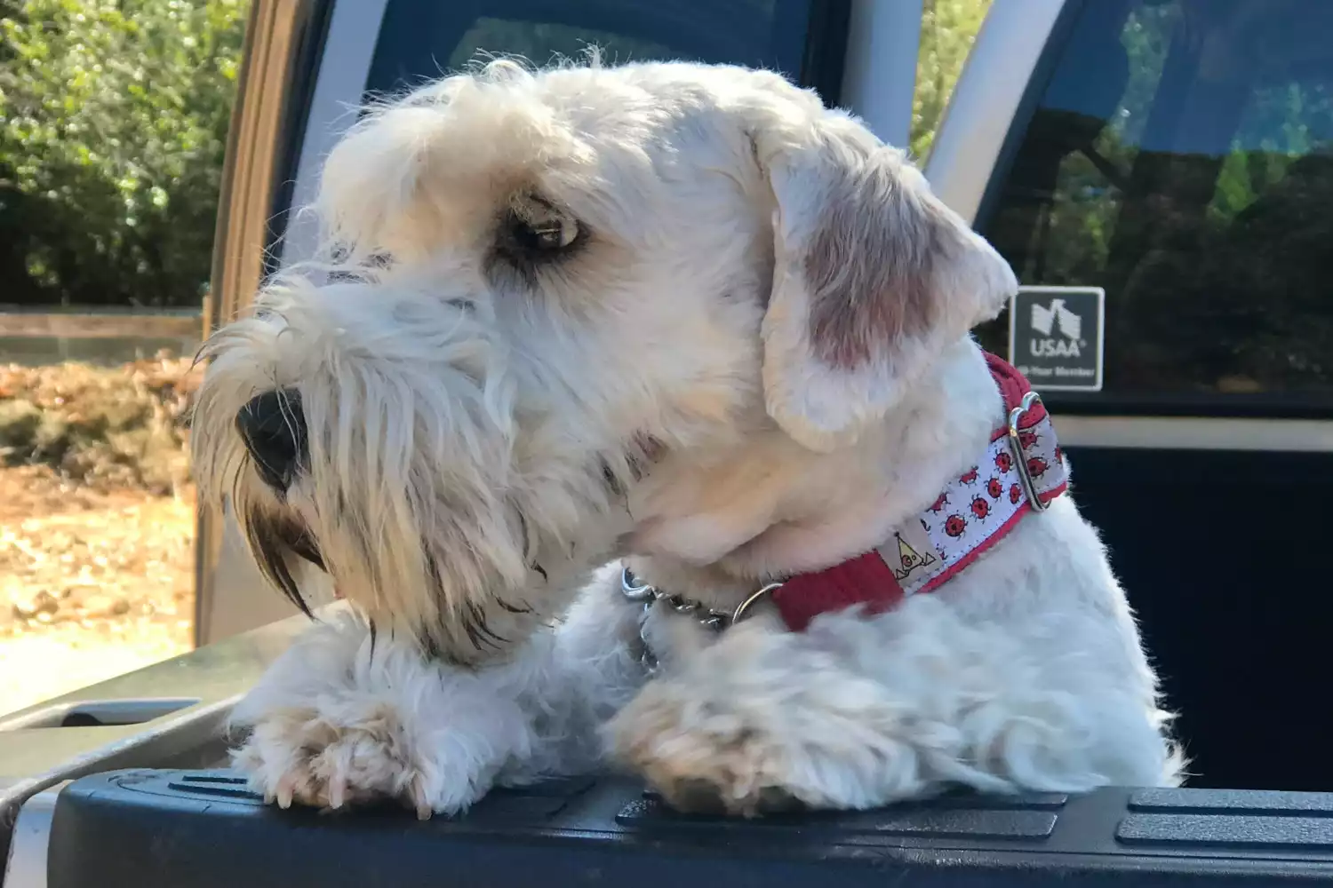 Dog Carrier Purse for Sealyham Terrier