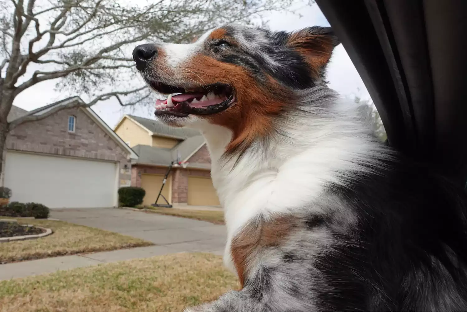 Chevrolet Suburban Dog Safety Belt for Australian Shepherds